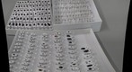 Insect collection