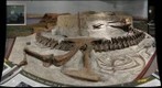 Wankel T-rex, Museum of the Rockies, Bozeman, MT