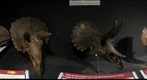 Triceratops Ontogeny, Museum of the Rockies, Bozeman, MT