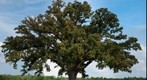 Biggest Burr Oak