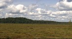 Massawepie Bog