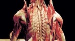 Bodies... The Exhibition - Spine