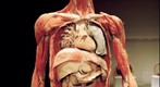 Bodies... The Exhibition - Digestive