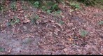 Geastrum triplex