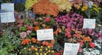Flower Stand Mosaic