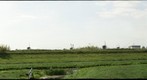 Windmills at Kinderdijk Holland