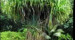 Hala tree (Pandanus tectorius) - Kahana Valley
