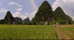 Rice field near Yangshuo (China)