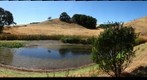 Pond - left view
