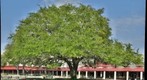 Courtyard Tree
