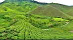 Cameron Highlands Boh Tea Plantation (3)