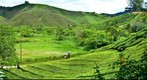 Cameron Highlands Boh Tea Plantation (1)