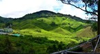 Cameron Highlands Boh Tea Plantation (2)