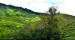 Cameron Highlands Boh Tea Plantation (4)