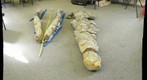 Pliosaur Skull