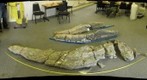 Pliosaur skull