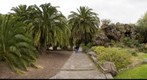 Palmeral en el Jardin Botanico Viera y Clavijo. Isla de Gran Canaria