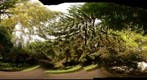 Backyard2