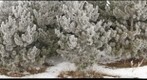 Pine trees with frost