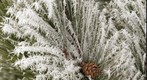 Closeup of pine tree with frost and pine cone