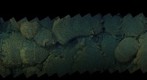 dive20_clip7_mos1