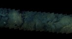 dive20_clip7_mos2
