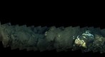 dive20_clip7_mos3