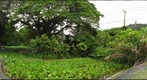 Hawaii Countryside