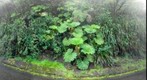 Kaala_Gunnera-APPro