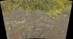 Tide Pool