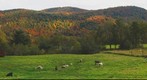 Autumn 2009 (5) - Another view on State Route 100 in Vermont