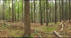 Armillaria mellea (s.l.) and other fungi #2
