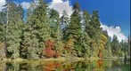 Fall colors in Hoh River valley, Olympic National Park