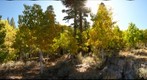 Virginia Lakes Aspens