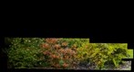 garden2