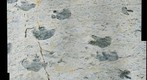 #3 High-Resolution Dinosaur Tracks from Dinosaur Ridge, Denver, Colorado (enhanced)