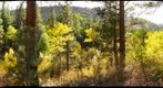 Lundy Aspens