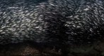 Inside a Galapagos Bait Ball of Black Stripped Salema Fish - 360 degree underwater panorama