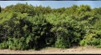 #1222, Cercis siliquastrum, Aiguebelle #2