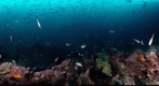 Galapagos Coral Reef and Fishes - 360 degree underwater panorama