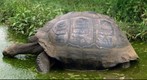 Galapagos Tortoise takes a bath