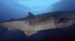 Gigashark Whale Shark Galapagos