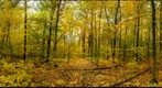  Mixed oak forest, Salisbury, Vermont