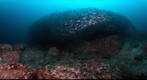 Galapagos Bait Ball of Salema Fish