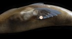 Galapagos Sea Lion Sleeping