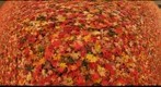 Fall Leaves