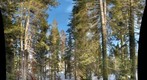 Tall pines at Sugar Bowl