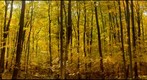 Mesic Hardwood Forest, Salisbury, Vermont
