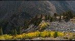 Tioga Pass Aspens