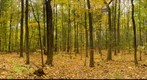 Pitch pine forest study plot, Salisbury, Vermont